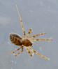 Lepthyphantes minutus